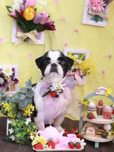 20230308大福くん